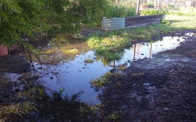 CERES Community Environment Park constructed wetland