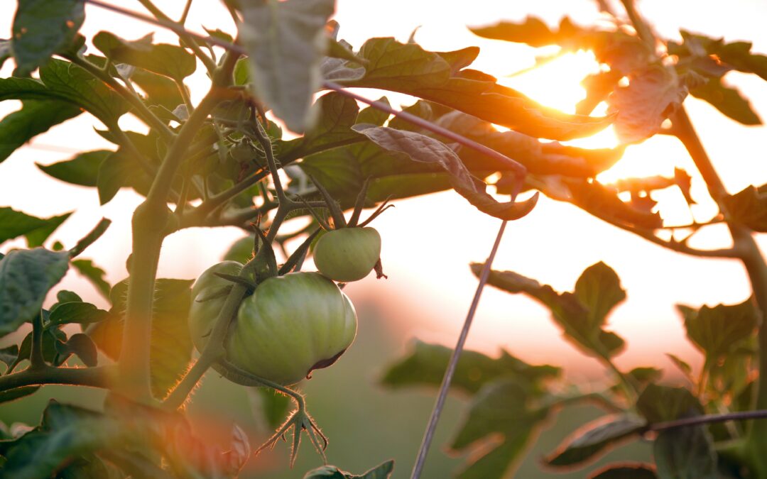 Tomatoes are just one vegetable that can thrive in a vertical garden setting. Credit: Chad Stembridge on Unsplash